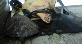 Мужчины покупают черепах на рынке, чтобы отпустить их обратно в океан (4 фото)
