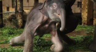Двухдневный слоненок в Берлинском зоопарке (8 фото)