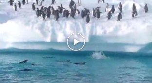Как пингвины забираются на сушу