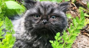 Необычный котенок-карлик, обнаруженный в лесу (6 фото + видео)