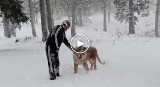 Хозяин играет со своим львом в горах Ингушетии