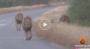 Львы-геи попали на видео в ЮАР