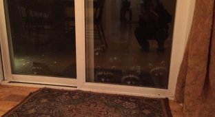 Американка рассказала о семье енотов, которая ежедневно приходит к ней в гости (3 фото + видео)