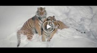 Реакция тигров на дроны