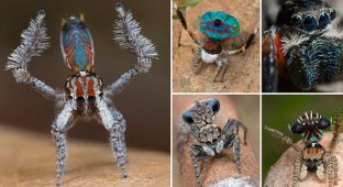 В Австралии обнаружен самый красивый в мире паук (11 фото)