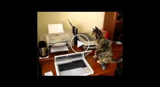 Кот и принтер, забавно :)