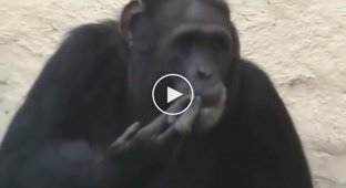 Курящий шимпанзе в зоопарке Северной Кореи 