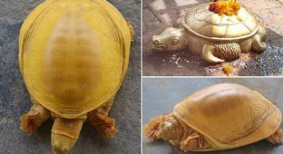 В Непале нашли редкую черепаху с золотистым панцирем (5 фото)