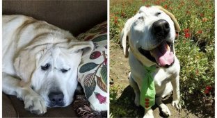 История Красавчика - собаки с нестандартной внешностью (21 фото)