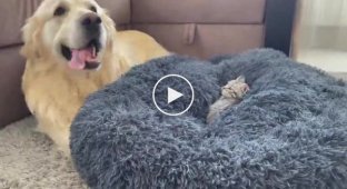 Собака пытается объяснить маленькому котику, что это его кровать