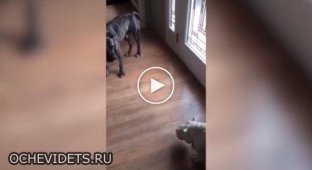 Собака боится игрушечного носорога
