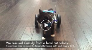 В Канаде безногому котенку подарили инвалидную коляску