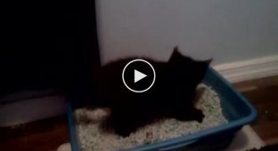 Котенок и его поход в туалет