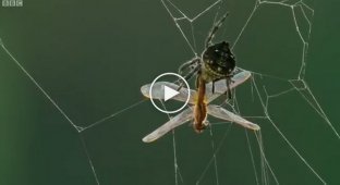 Удивительный мадагаскарский паук, способный плести необыкновенно длинные сети