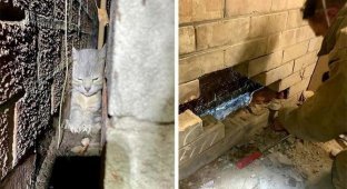 Пожарные спасли кошку, застрявшую в крошечной щели между двумя стенами (4 фото)