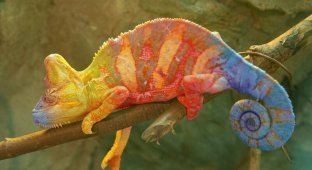 Хамелеоны никогда не меняют свой цвет в зависимости от окружающего фона (1 фото)