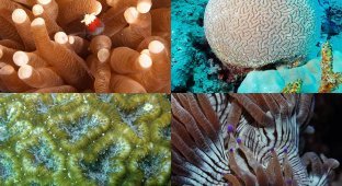 Кораллы, нуждающиеся в защите (10 фото)