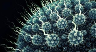 Чем отличается вирус от бактерии (1 фото)