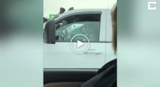 Невозмутимый пес охраняет машину от угона