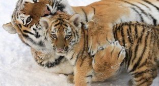 Тигры родились (4 фото)