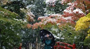 Впервые за 54 года снег в ноябре в Токио (17 фото)
