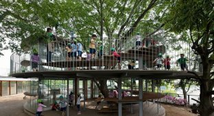 Детский сад, построенный вокруг дерева с удивительной историей (8 фото)