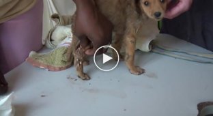Ветеринар извлекает из тела щенка паразитов (жесть)