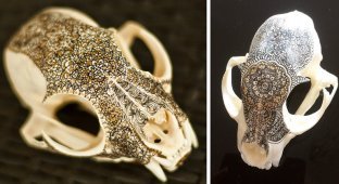 Художница расписывает черепа животных золотыми мандалами (14 фото)