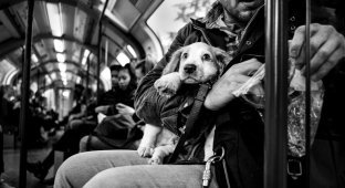 Фотограф снимает портреты собак со всего мира (37 фото)