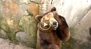 Как умывается бурый медведь