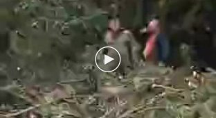 В Нижнем Тагиле пьяный мужчина напал на рабочего, пилившего ветки