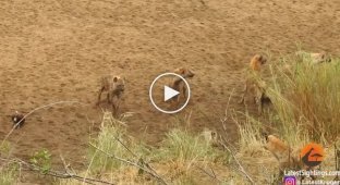 Львицы прогнали голодных гиен, атаковавших их сородича