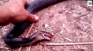 Змея притворилась мертвой, чтобы обезопасить себя от человека