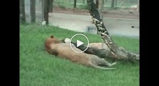 Лев, который 13 лет прожил в цирке, выпустили на траву