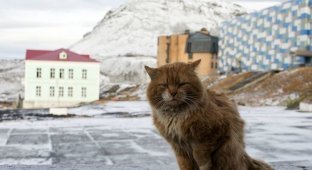 Джеймс Кот: почему единственный кот Шпицбергена скрывается под чужими документами (3 фото)