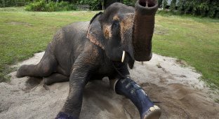 Новый протез для слонихи Моталы (10 фото)
