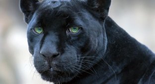 У черных леопардов есть уникальный рисунок на шкуре. Но мы его не видим (4 фото)