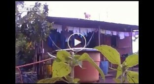Храбрый кот прыгает с крыши