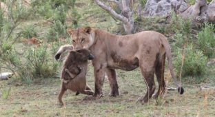 Львицу убила самку бабуина, а через минуту заметила её детеныша