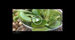 Как растение мухоловка мух кушает