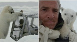 Голодная белая медведица пытается добраться до запертого в прозрачной "коробке" кинематографиста (4 фото + 3 видео)