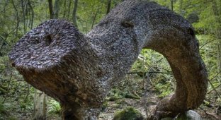 Денежное дерево в Великобритании (12 фото)