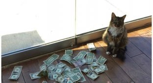 Как обычный кот стал зарабатывать настоящие деньги (7 фото + 1 видео)