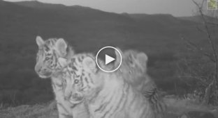 Целое семейство краснокнижных амурских тигров попало в объектив видеоловушки
