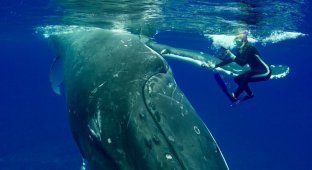 50-тонный горбатый кит защитил дайвера от тигровой акулы, и она записала это на видео (5 фото + 1 видео)
