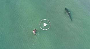 В Майами тигровая акула несколько минут плавала рядом с ничего не подозревающими отдыхающими