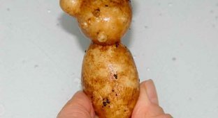 Картофельная природа