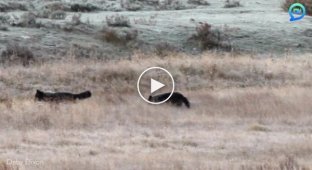 Медведь гризли объединился с волками, чтобы пережить зиму