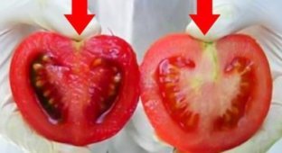 Вот как отличить помидоры с ГМО от натуральных…