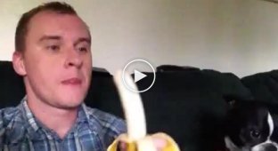 Он тоже любит бананы